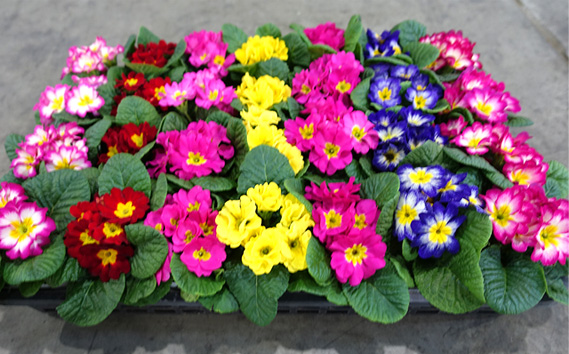 季節の花苗 プリムラ 3寸ポット 28個セット（プリムラ ジュリアン／プリムラ ポリアンサ）