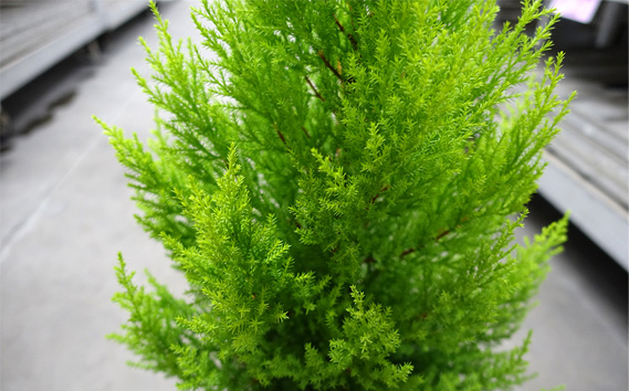 クリスマスツリーにぴったり ゴールドクレスト 6～7号鉢 コニファー 鉢植え