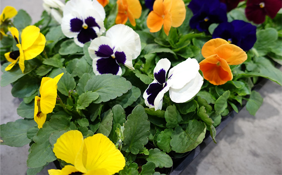 季節の花苗 パンジー 24個セット 色はミックス おまかせ 送料無料