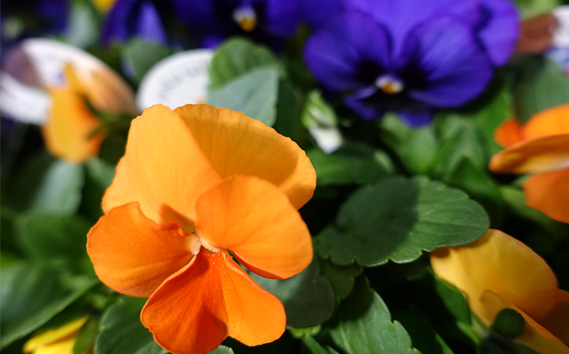 季節の花苗 パンジー～よく咲くスミレ～ 24個セット 色はミックス おまかせ 送料無料