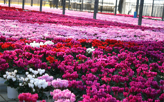 シクラメン 5～6号鉢（鉢花・生花）