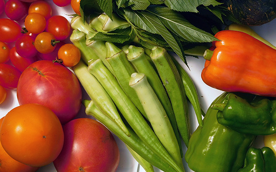 【有機野菜の定期便3ヶ月】ガバレ農場の季節の有機野菜詰め合わせセット