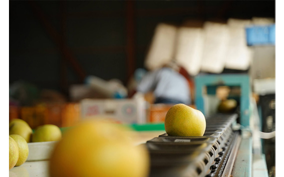 【先行予約】荒井果樹園の豊水　約5kg