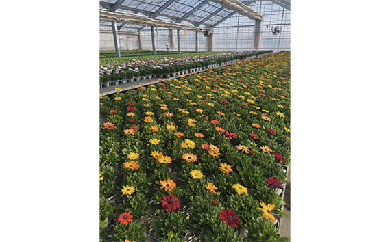 【季節の寄植えリース】クールセレクト＊花工房すなが＊