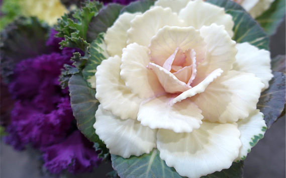 季節の花苗 葉牡丹（ハボタン） 24個セット 色と種類はミックス おまかせ 送料無料