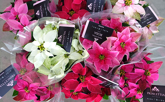 プリンセチア 5号鉢（鉢花・生花）