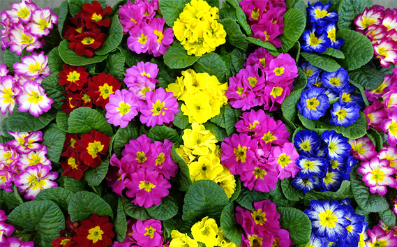 季節の花苗 プリムラ 3寸ポット 28個セット（プリムラ ジュリアン／プリムラ ポリアンサ）