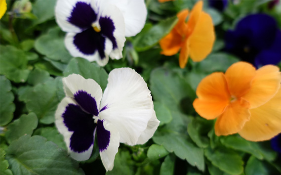 季節の花苗 パンジー 24個セット 色はミックス おまかせ 送料無料