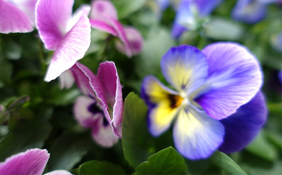 季節の花苗 パンジー～よく咲くスミレ～ 24個セット 色はミックス おまかせ 送料無料