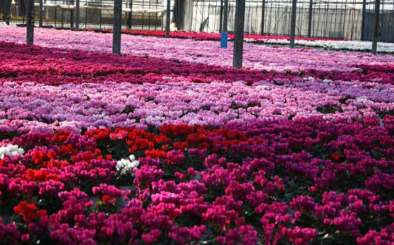 シクラメン 5～6号鉢（鉢花・生花）