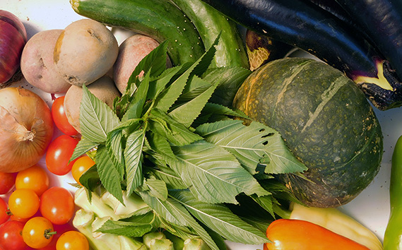 【有機野菜の定期便3ヶ月】ガバレ農場の季節の有機野菜詰め合わせセット