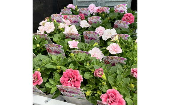 【季節の寄植えリース】ウォームセレクト＊花工房すなが＊