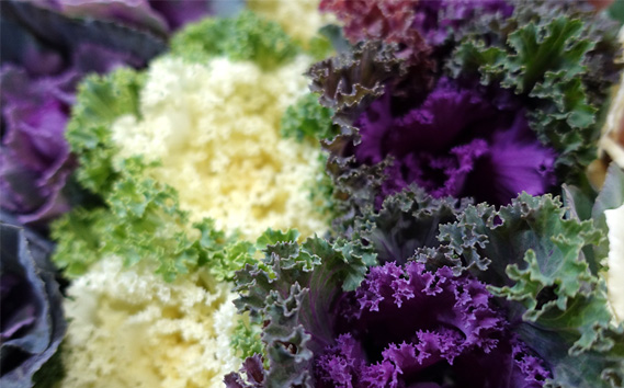 季節の花苗 葉牡丹（ハボタン） 24個セット 色と種類はミックス おまかせ 送料無料