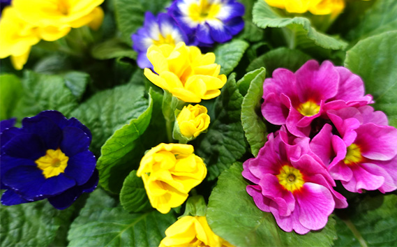 季節の花苗 プリムラ 3寸ポット 28個セット（プリムラ ジュリアン／プリムラ ポリアンサ）