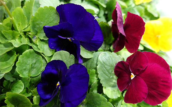 季節の花苗 パンジー 24個セット 色はミックス おまかせ 送料無料