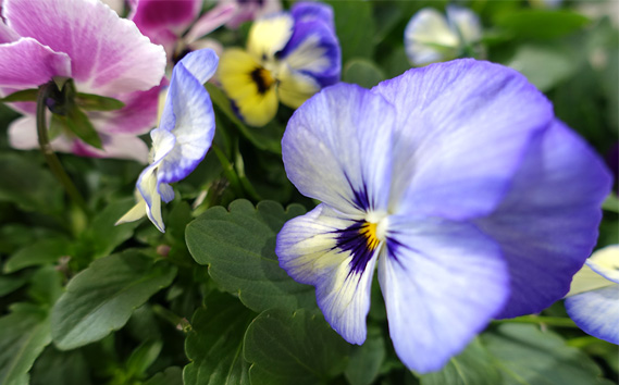 季節の花苗 ビオラ 24個セット 色はミックス おまかせ 送料無料