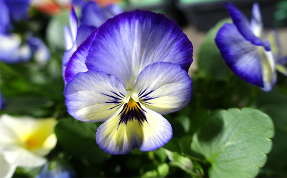 季節の花苗 パンジー～よく咲くスミレ～ 24個セット 色はミックス おまかせ 送料無料