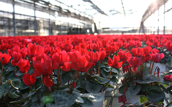 シクラメン 5～6号鉢（鉢花・生花）