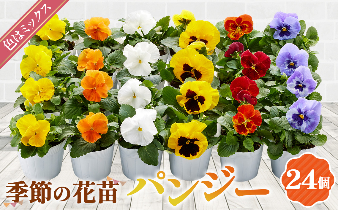 季節の花苗 パンジー 24個セット 色はミックス おまかせ 送料無料