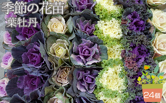 季節の花苗 葉牡丹（ハボタン） 24個セット 色と種類はミックス おまかせ 送料無料