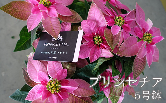 プリンセチア 5号鉢（鉢花・生花）