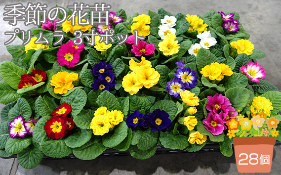 季節の花苗 プリムラ 3寸ポット 28個セット（プリムラ ジュリアン／プリムラ ポリアンサ）