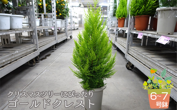 クリスマスツリーにぴったり ゴールドクレスト 6～7号鉢 コニファー 鉢植え