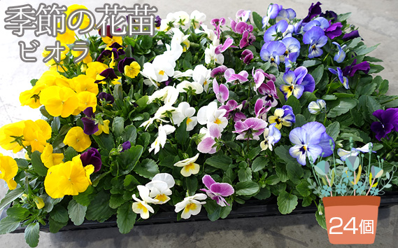 季節の花苗 ビオラ 24個セット 色はミックス おまかせ 送料無料