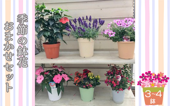 季節の鉢花「おまかせセット」3～4鉢お届け
