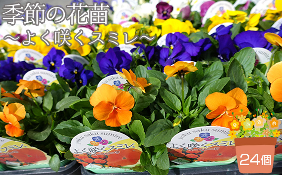 季節の花苗 パンジー～よく咲くスミレ～ 24個セット 色はミックス おまかせ 送料無料