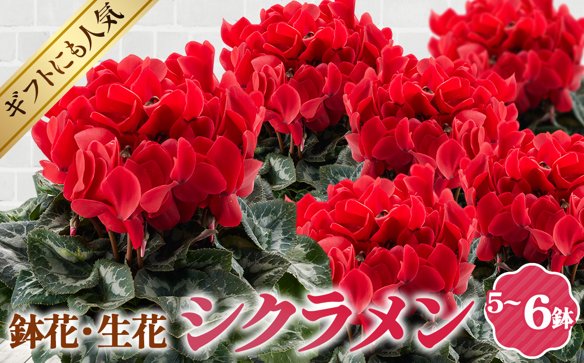 シクラメン 5～6号鉢（鉢花・生花）