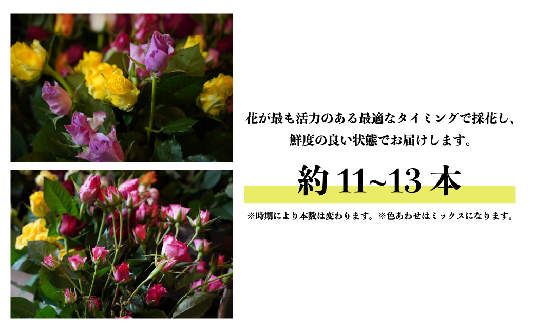 ＜配送エリア限定・着日指定必須＞ 生産農家直送 バラ 花束 新鮮 Mix 約11～13本 | 埼玉県 上尾市 バラ 薔薇 ローズ 花束 植物 インテリア 誕生日 記念日 お祝い 母の日 父の日 ラッピング有り リボン付き 多品種 Mix花束 切り花 農林水産大臣賞 生花 プレゼント ギフト