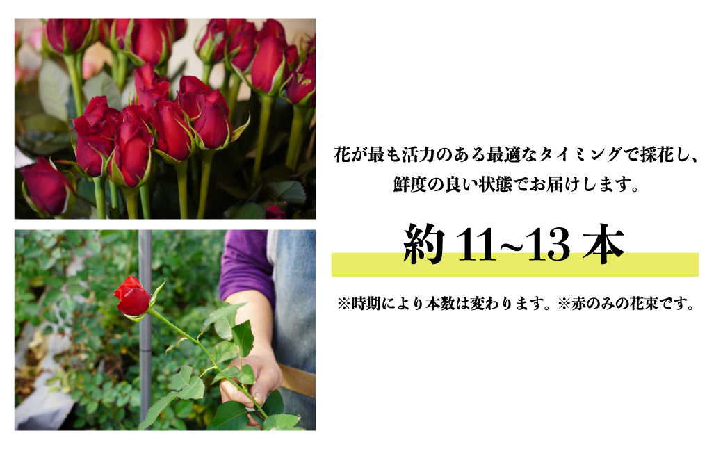 ＜配送エリア限定・着日指定必須＞ 生産農家直送 バラ花束 赤 約26～30本 | 埼玉県 上尾市 バラ 薔薇 ローズ 花束 植物 インテリア 誕生日 記念日 お祝い 母の日 父の日 ラッピング有り リボン付き 多品種 Mix花束 切り花 農林水産大臣賞 生花 プレゼント ギフト