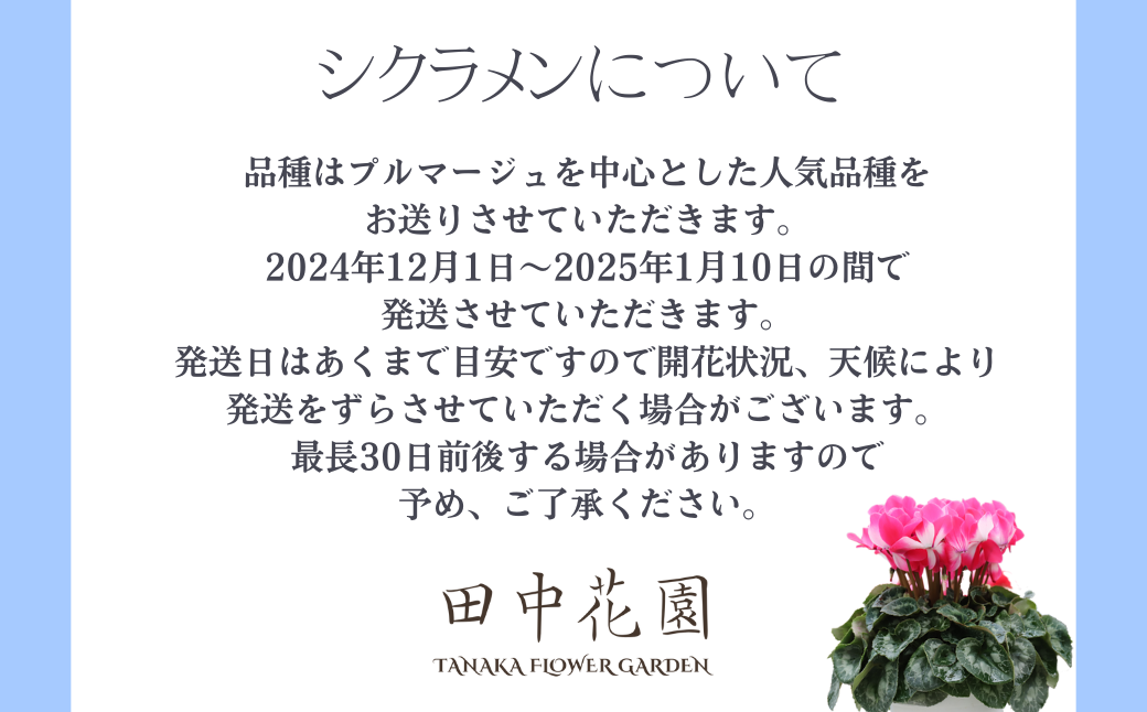 カゴ入りシクラメン 6号鉢