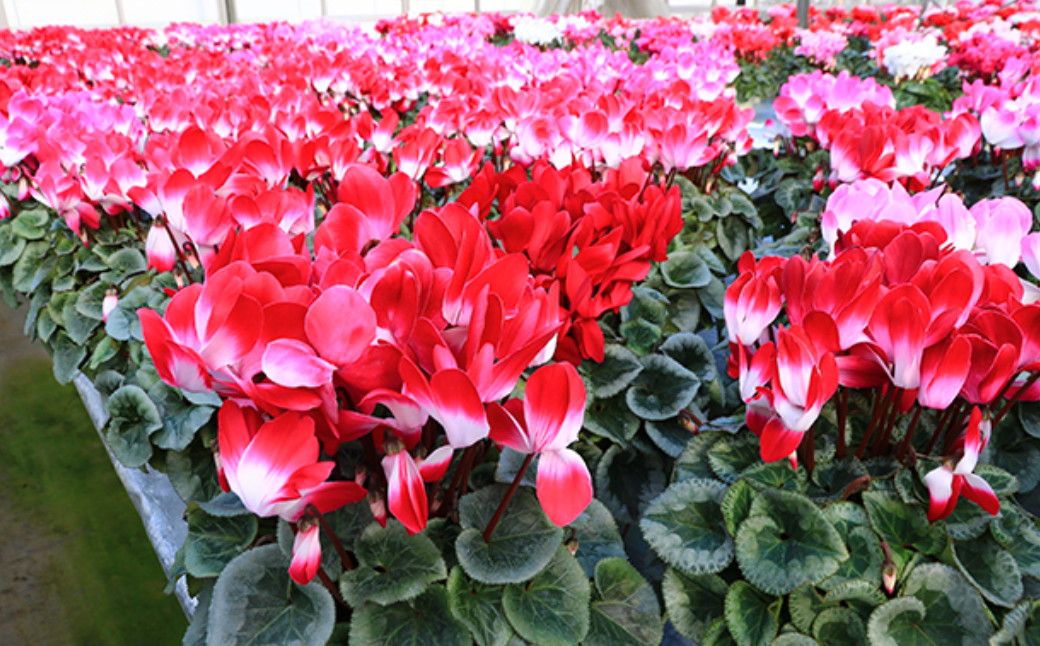 カゴ入りシクラメン 6号鉢