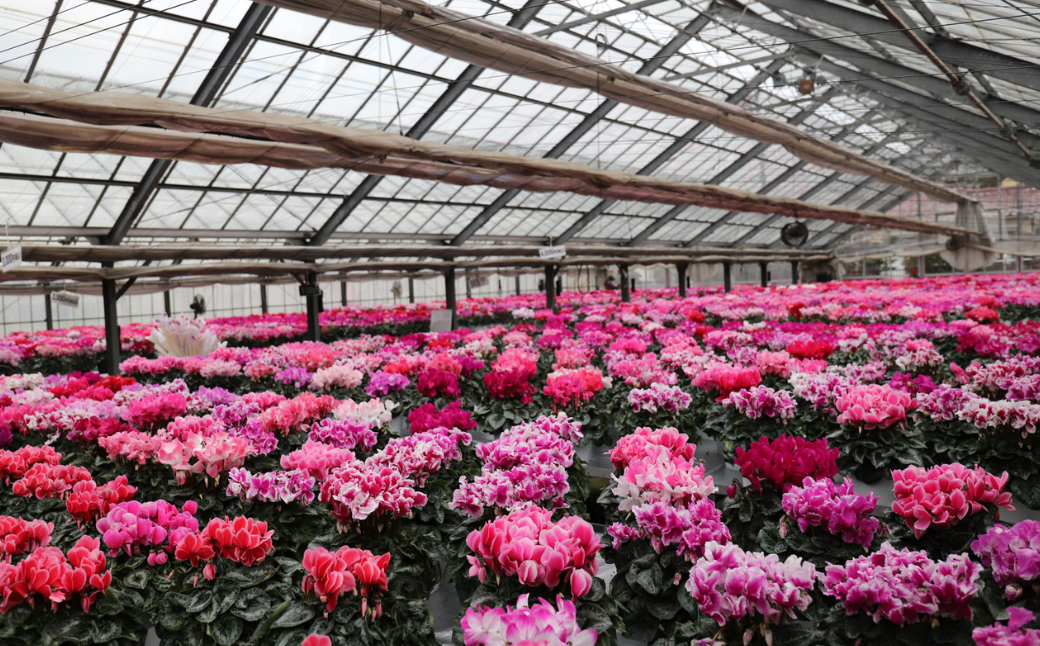 カゴ入りシクラメン 6号鉢