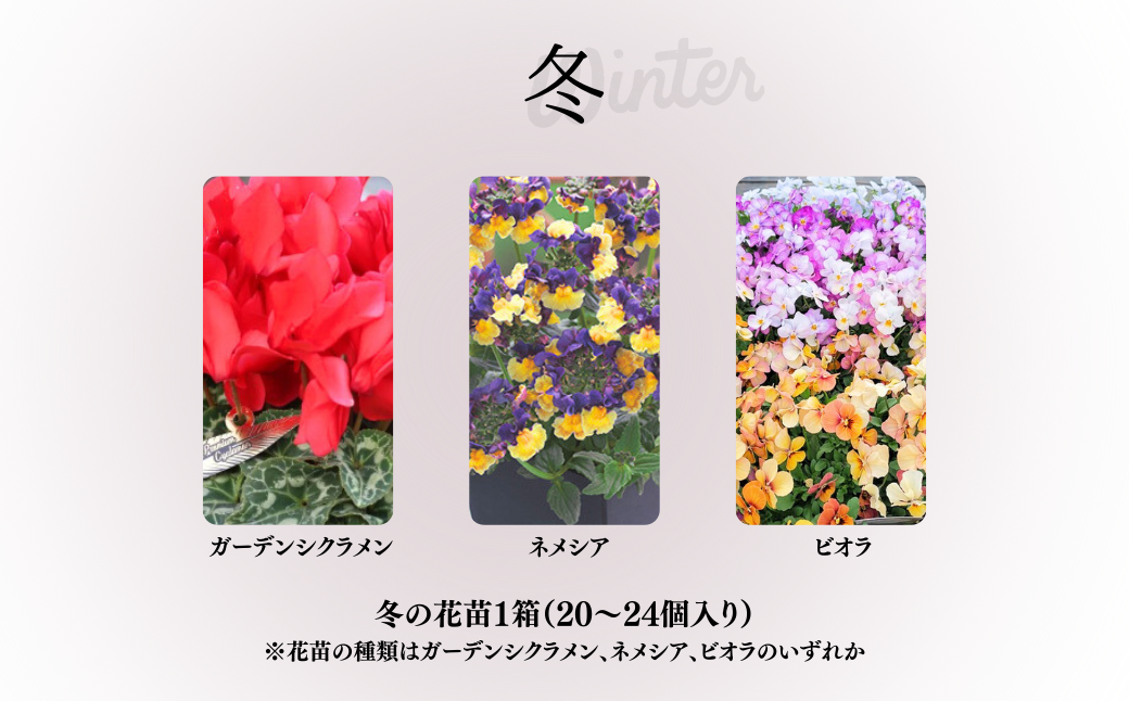 春夏秋冬 季節を感じる箱いっぱいの花苗（年4回 季節ごとにお届け) | 埼玉県 上尾市 花苗 春 夏 秋 冬 年4回コース フラワー ギフト 季節 お花 ガーデニング 旬 インテリア 園芸 工芸品 装飾品 定期便 花 植物 花壇 育てやすい 趣味 癒し 田中花園 シクラメン 埼玉県知事賞 受賞 ザナチュラリスト 観葉植物 ガーデニング 趣味