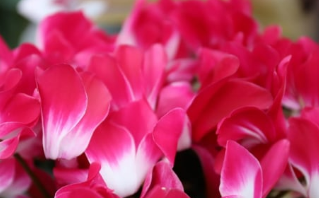 カゴ入りシクラメン 6号鉢