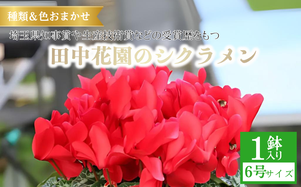 カゴ入りシクラメン 6号鉢