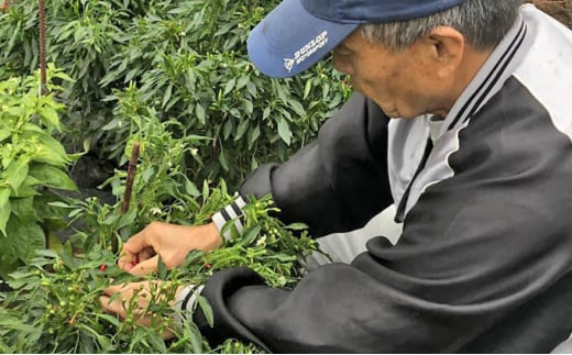 激辛注意！！草加産島とうがらし粗挽き一味5本セット | 埼玉県 草加市 創業48年 島唐辛子 自家採種 爽やかな辛味  無添加 やみつき 農園 自家製唐辛子 麻婆豆腐 料理 激辛 韓国 韓国料理 夏 スパイス 発汗 健康 ダイエット