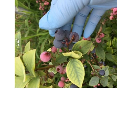 ブルーベリー生果実 1.6kg【配送不可地域：離島】