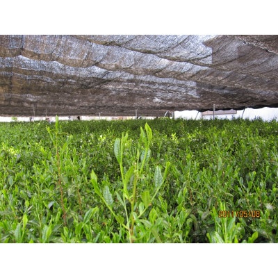 狭山茶厳選詰め合わせ