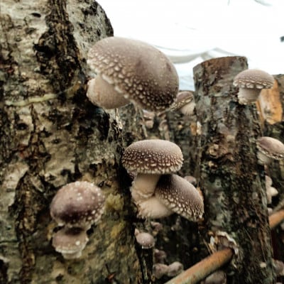 【訳あり】生産者直送! 貫井園の原木生しいたけ サイズおまかせ　約1.3kg【配送不可地域：離島】