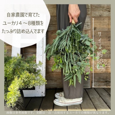 【ユーカリ農家が束ねる】摘みたてユーカリスワッグ