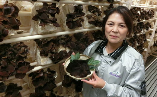 埼玉県産　むさし野ゆめファームの乾燥きくらげ　20g×6袋