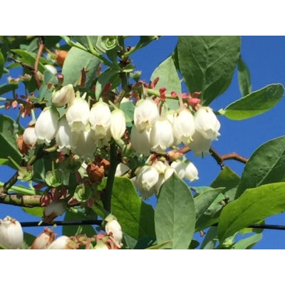 ブルーベリー生果実 1.6kg【配送不可地域：離島】