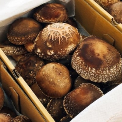 貫井園の原木生しいたけ　約800g【配送不可地域：離島】