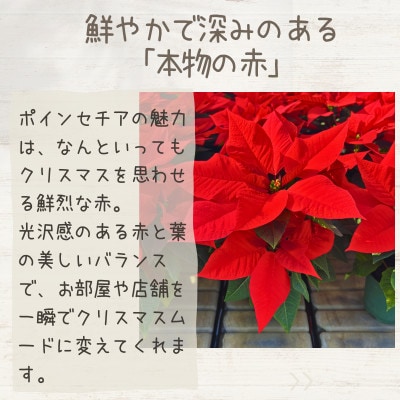 日本の第一人者が育てるポインセチア5号