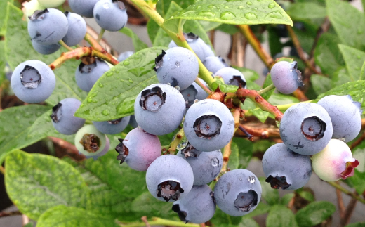 ブルーベリー冷凍　1.6kg【配送不可地域：離島】