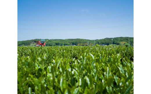 千代紙缶入り 狭山茶ティーバッグ「霞川 煎茶」